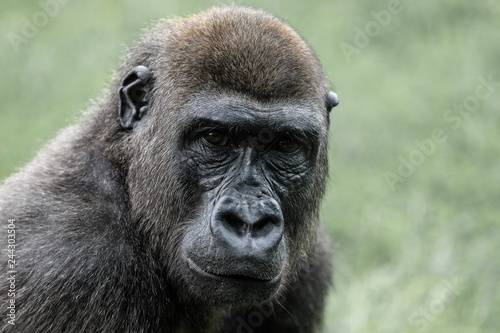 Portrait eines Gorillas 