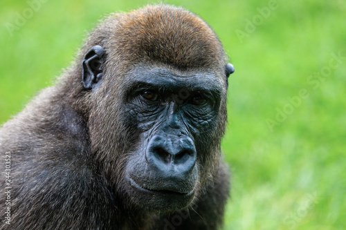 Portrait eines Affen