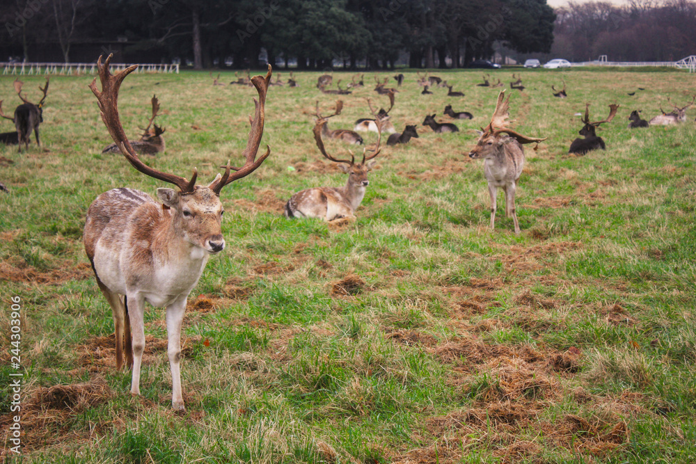 Obraz premium deers