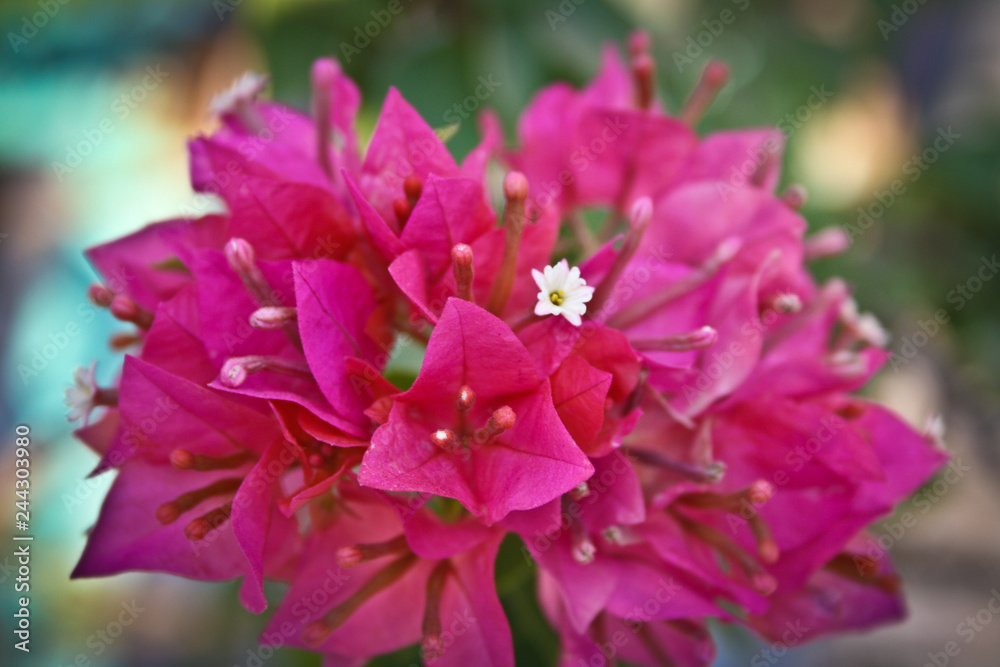Fototapeta premium pink flower in the garden