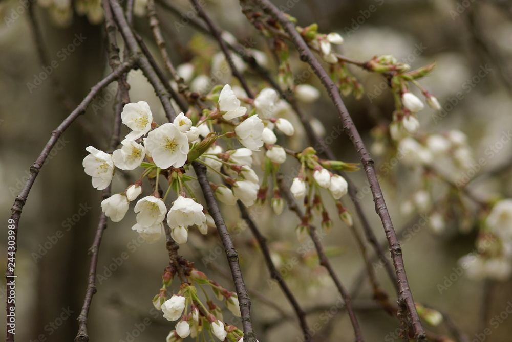 うば桜(Faded beauty) うば桜(Faded beauty)