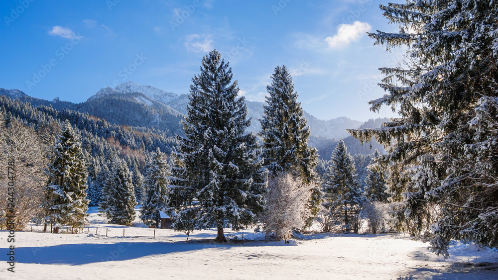 Winter landscape in the forest with snow