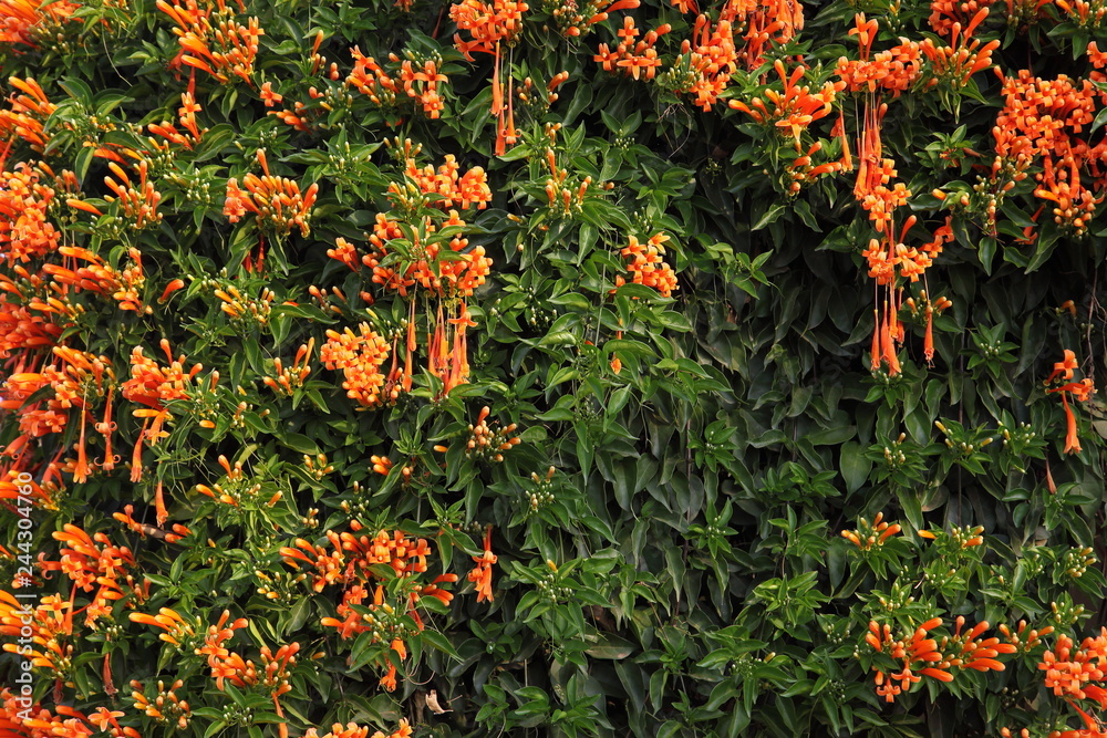 Orange trumpet flame flower, Fire cracker vine in full bloom with copy space for seasonal and spring design background