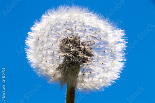 Fototapeta Naklejka Na Ścianę i Meble -  Flying dandelion seed on a blue background