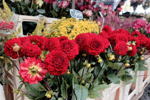 Utrecht flower market, Netherlands