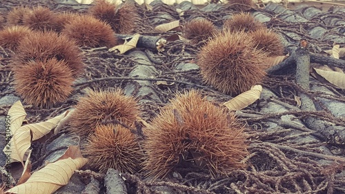 지붕위의 밤송이