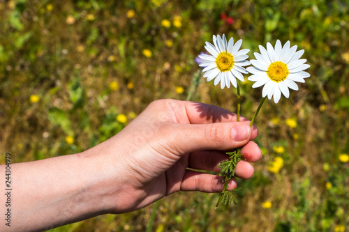 Woman hand holding white daisies