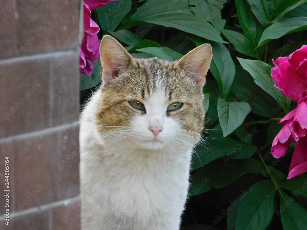 Obraz premium cat with green eyes