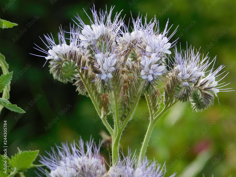 thistle in field