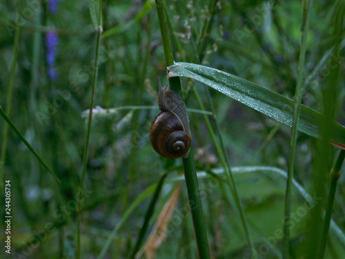 snail on a green leaf