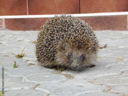 hedgehog