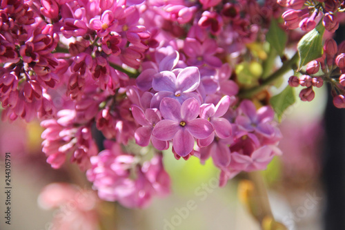 Blooming lilac in spring on a sunny day in the village of Ravda  Bulgaria.