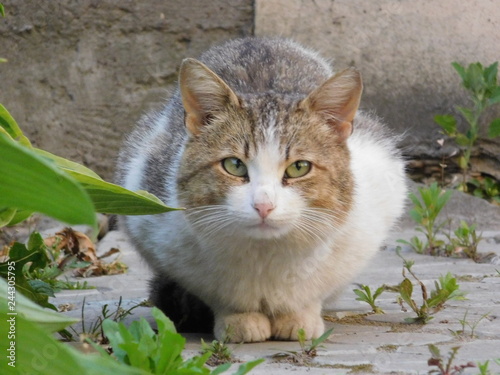 cat in the garden