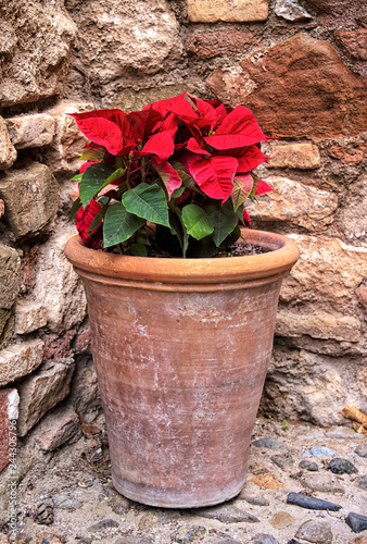 Exotic Red Poinsettia Flower In Flower Pot. Red Poinsettia Flower in ceramic Pot in interior of arabian palace Alcazaba de Malaga, Andalucia, Spain photo