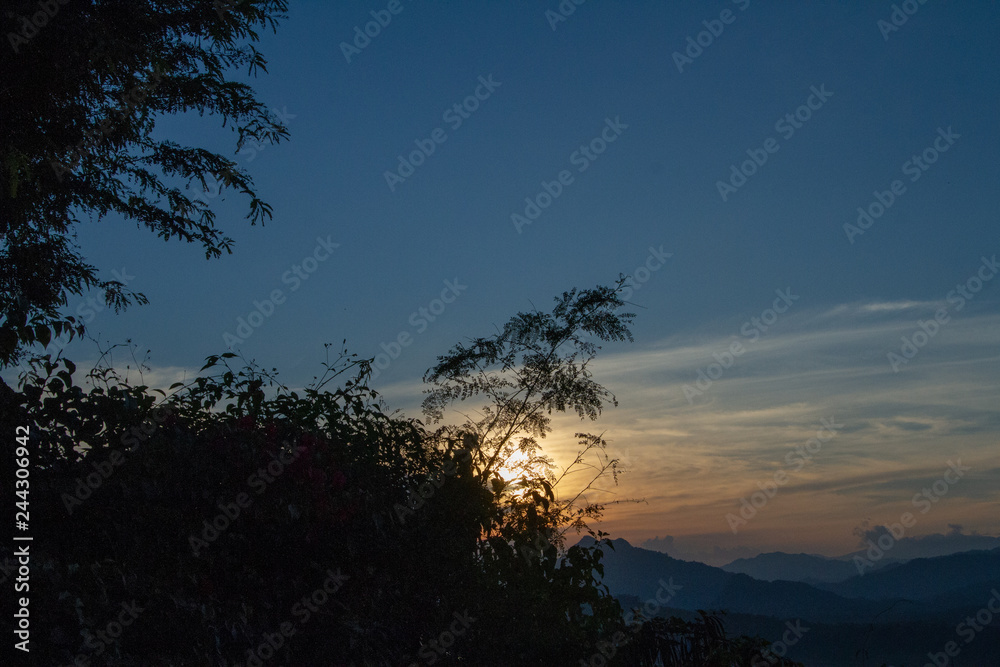 Fototapeta premium tree at sunset