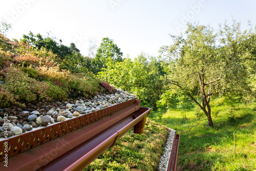 Extensive green living sod roof covered with vegetation mostly tasteless stonecrop seen, sunny summer day