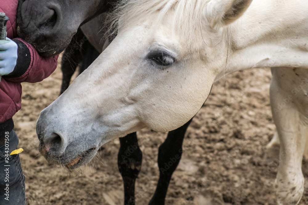 Fototapeta premium Two horses, one white and one black, playing, eating and having fun together. Horses of different colors in the wild.