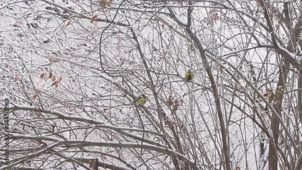 Tit in winter snow sitting on the branches of the tree. The snow is falling. Russia Tit in winter snow sitting on the branches of the tree. The snow is falling. Russia