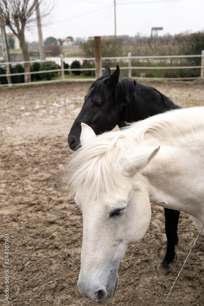 Two horses, one white and one black, playing, eating and having fun together. Horses of different colors in the wild. Two horses, one white and one black, playing, eating and having fun together. Horses of different colors in the wild.