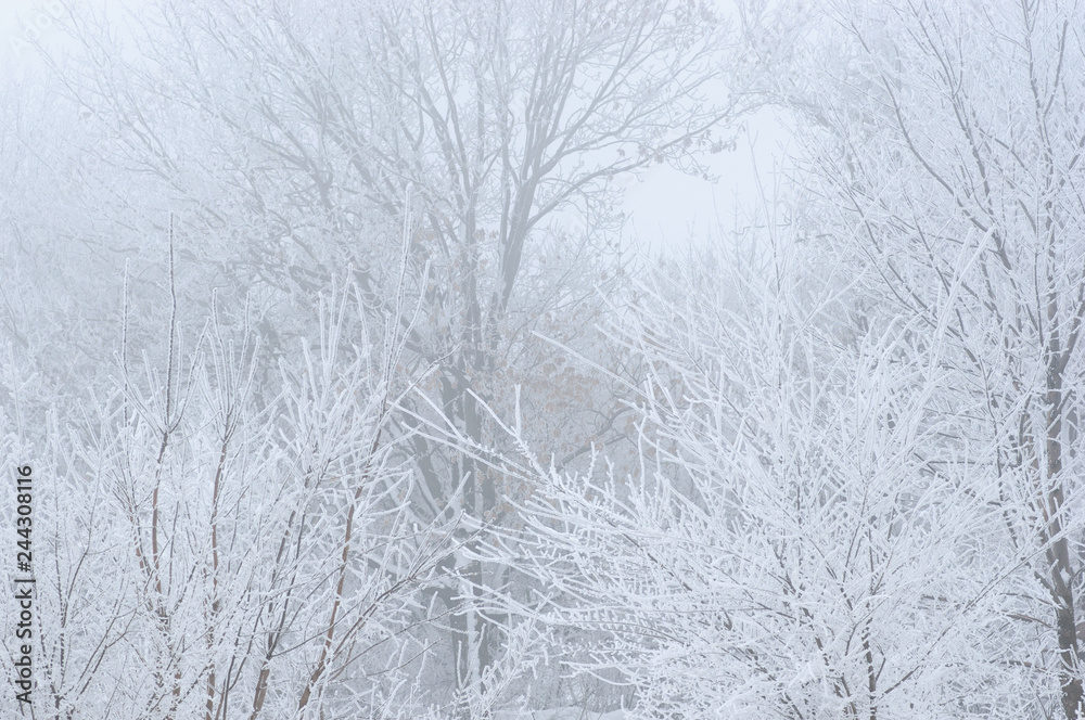 Winter background with frosty tree branches. Morning scene with fog and hoarfrost Winter background with frosty tree branches. Morning scene with fog and hoarfrost