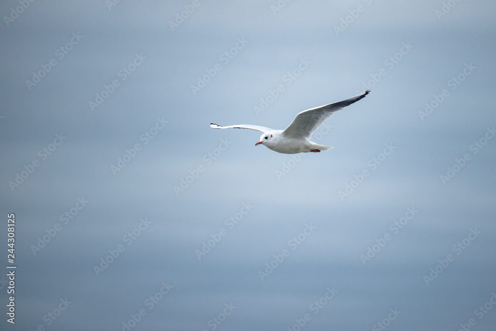 Flying Seagull in the sky on a cloudy day Flying Seagull in the sky on a cloudy day