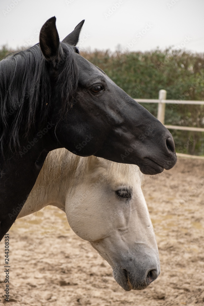 Two horses, one white and one black, playing, eating and having fun together. Horses of different colors in the wild. Two horses, one white and one black, playing, eating and having fun together. Horses of different colors in the wild.