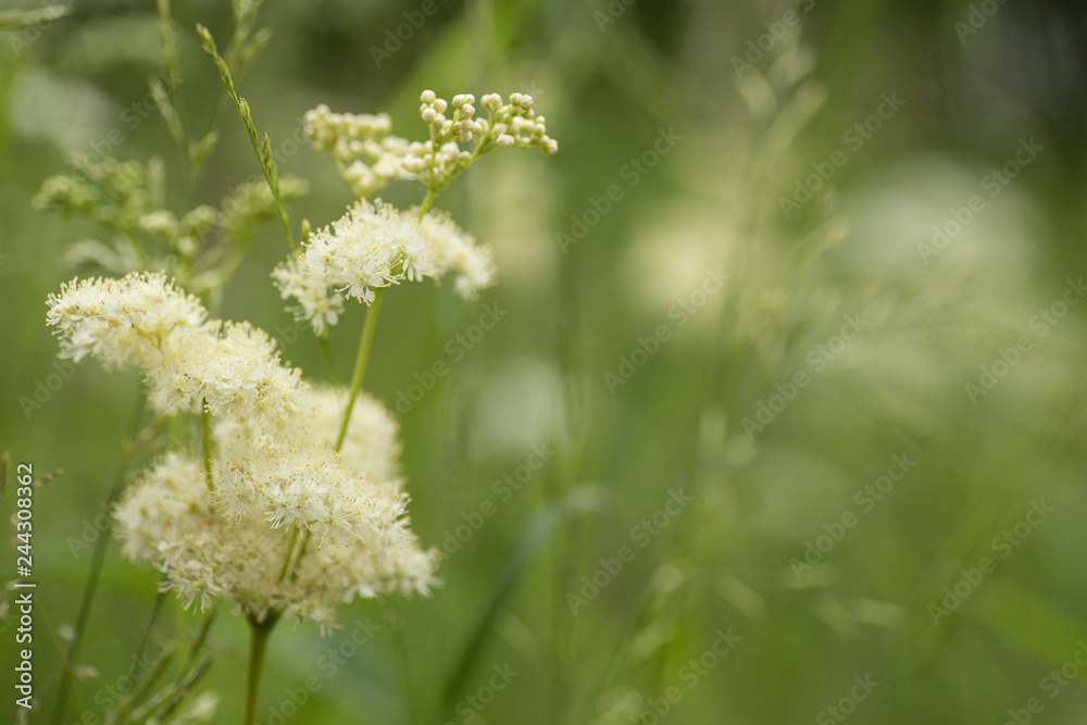 Green meadow closeup. Wild grasses photo background Green meadow closeup. Wild grasses photo background