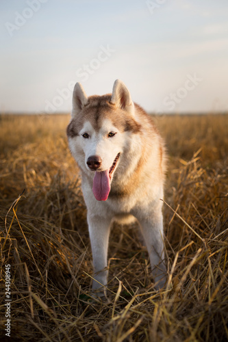 Happy beige dog breed siberian husky with tonque hanging out standing in the bright rye field