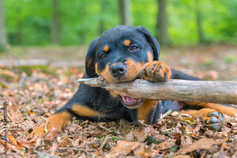 Portrait of rottweiler puppy biting branch in nature Portrait of rottweiler puppy biting branch in nature