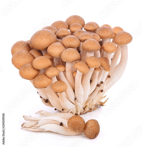 brown beech mushroom isolated on white background