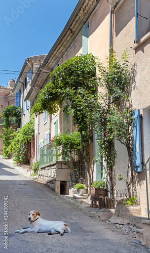 Fototapeta Naklejka Na Ścianę i Meble -  Stray Dow On Street In Provence