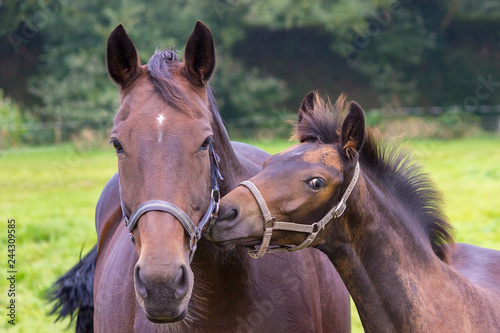 Portrait of mother horse with foal in pasture