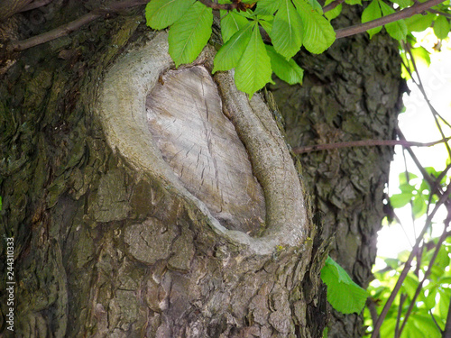 Big knag on tree
