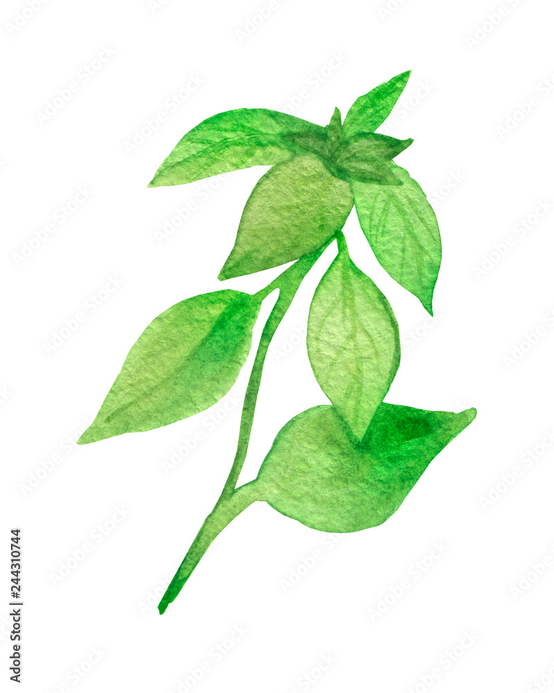Fototapeta premium Watercolor painting of the plant green Basil. Fragrant seasoning, isolated on white background, for beautiful design, with space for text.