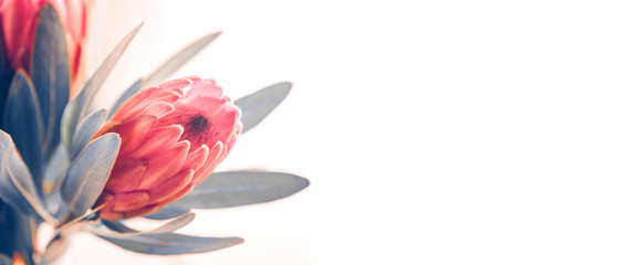 Protea buds closeup. Bunch of pink King Protea flowers over white. Valentine's Day bouquet. Widescreen background