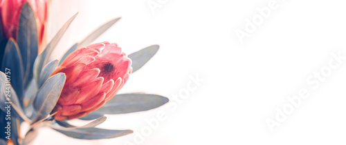 Fototapeta Naklejka Na Ścianę i Meble -  Protea buds closeup. Bunch of pink King Protea flowers over white. Valentine's Day bouquet. Widescreen background