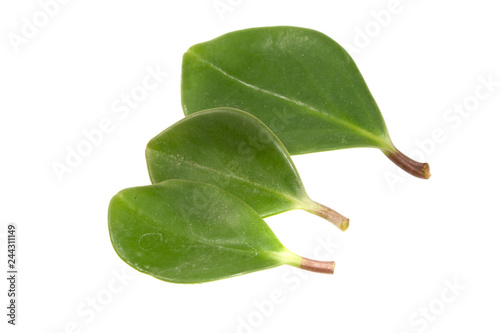 leaf isolated on white background