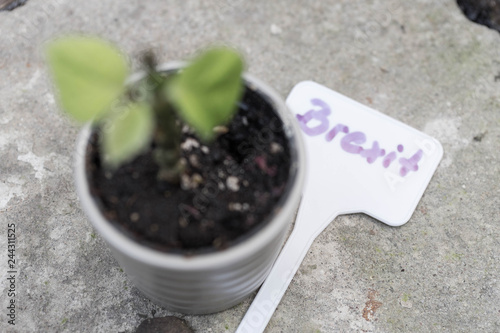 Bild auf Leinwand Small plant with 3 green leaves in pot with soil and shield Brexit