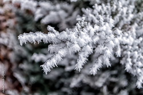 Frost on fir tree branches. Winter scene.