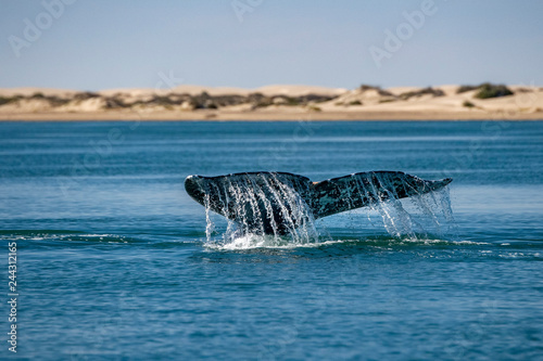 grey whale tail going down in ocean photo