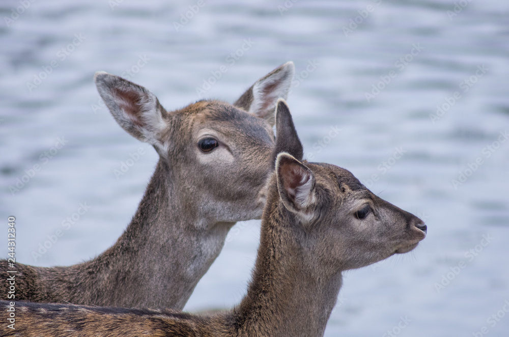 Fototapeta premium Zwei Damhirsch-Kühe (Dama dama) - Portrait