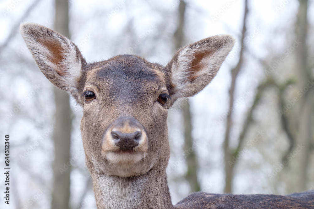 Portrait Damhirsch (Dama dama)