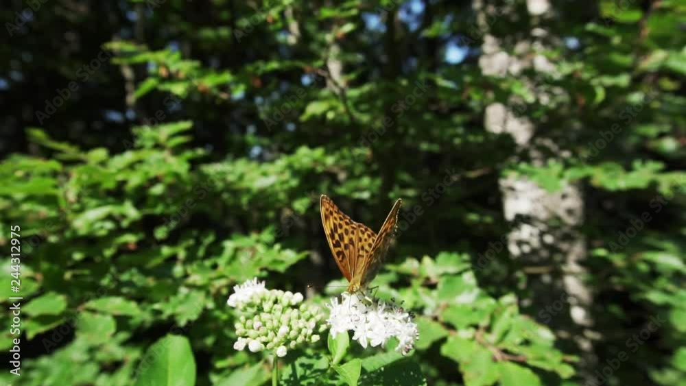 brown dotted butterfly drinking nectar on white blossom with forest in backround