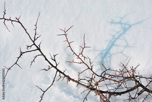 Thorn branches without leaves on bright white snow background with shadows, top view
