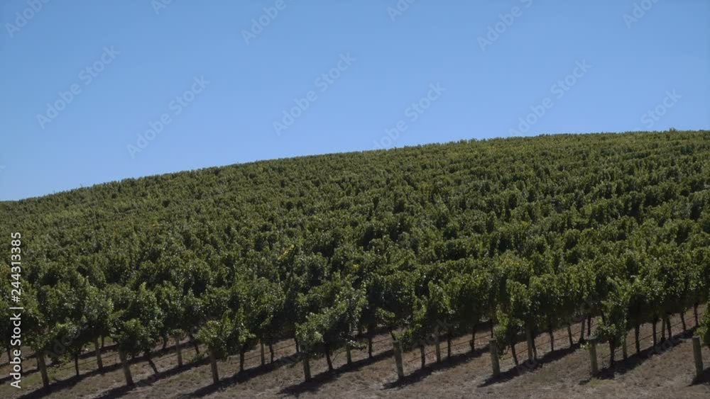 Vineyards on the Adelaide Hills, South Australia Vineyards on the Adelaide Hills, South Australia
