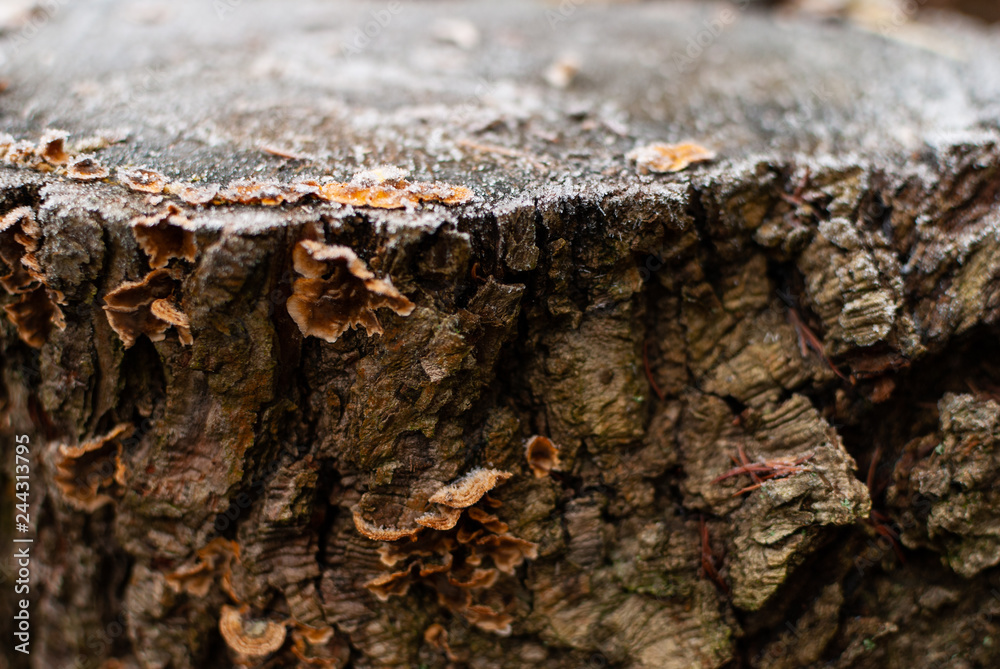 Fungus with ice crystals in winter on a stub