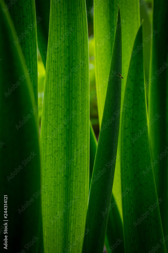 green leaves with small insect green leaves with small insect