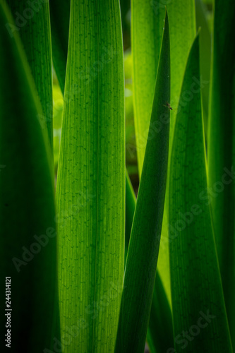 green leaves with small insect