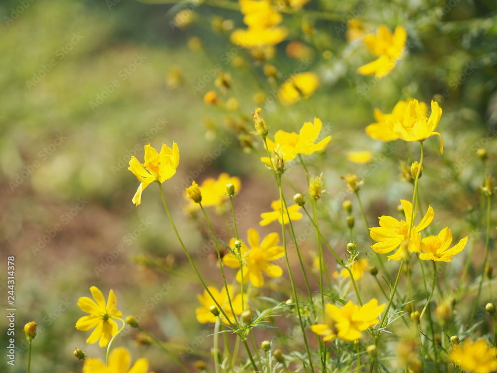 Obraz premium OLYMPUS DIGITAL CAMERA