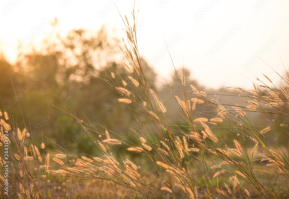 Close up grass flowers in the field, Chiangmai Thailand Close up grass flowers in the field, Chiangmai Thailand